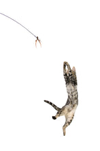 Load image into Gallery viewer, Cattikets Attachment!