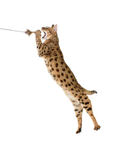 Load image into Gallery viewer, Brawny Mouse!