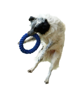 blue rope toy being caught in air by dog