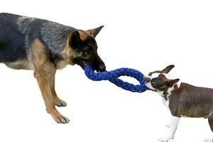 big and small dog playing tg with rope