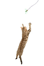 Load image into Gallery viewer, Critter collector series cat playing with cattipede toy