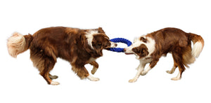 two large dogs playing tug with rope