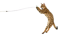 Load image into Gallery viewer, BugzBird Attachment!
