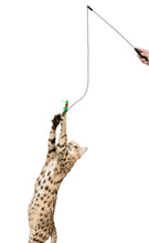 Load image into Gallery viewer, Cattipeed Attachment - wiggly centipede!
