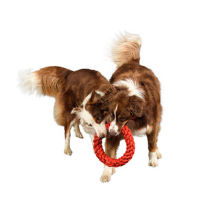 two large dogs with with rope together