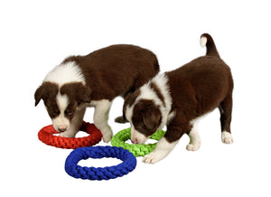 two puppies sniffing rope toys